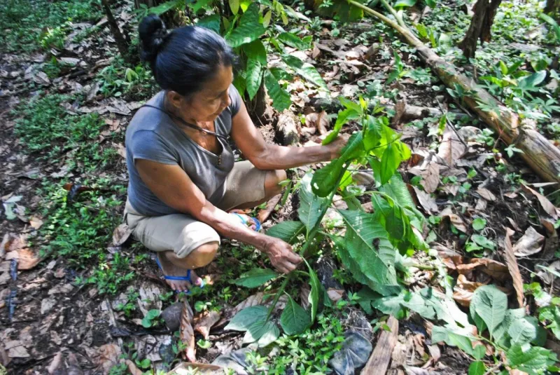 Cinco siglos de biopiratería: los instrumentos legales que América Latina puede activar para exigir reparación por sus recursos genéticos